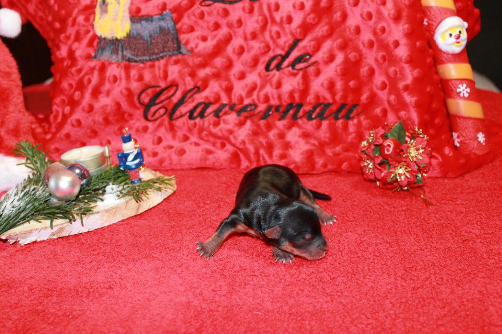 Du Val De Clavernau - Chiot disponible  - Yorkshire Terrier