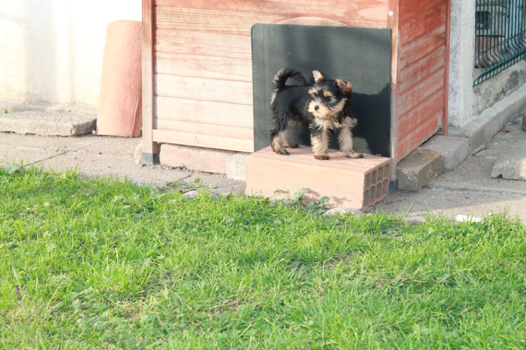 Du Val De Clavernau - Chiot disponible  - Yorkshire Terrier