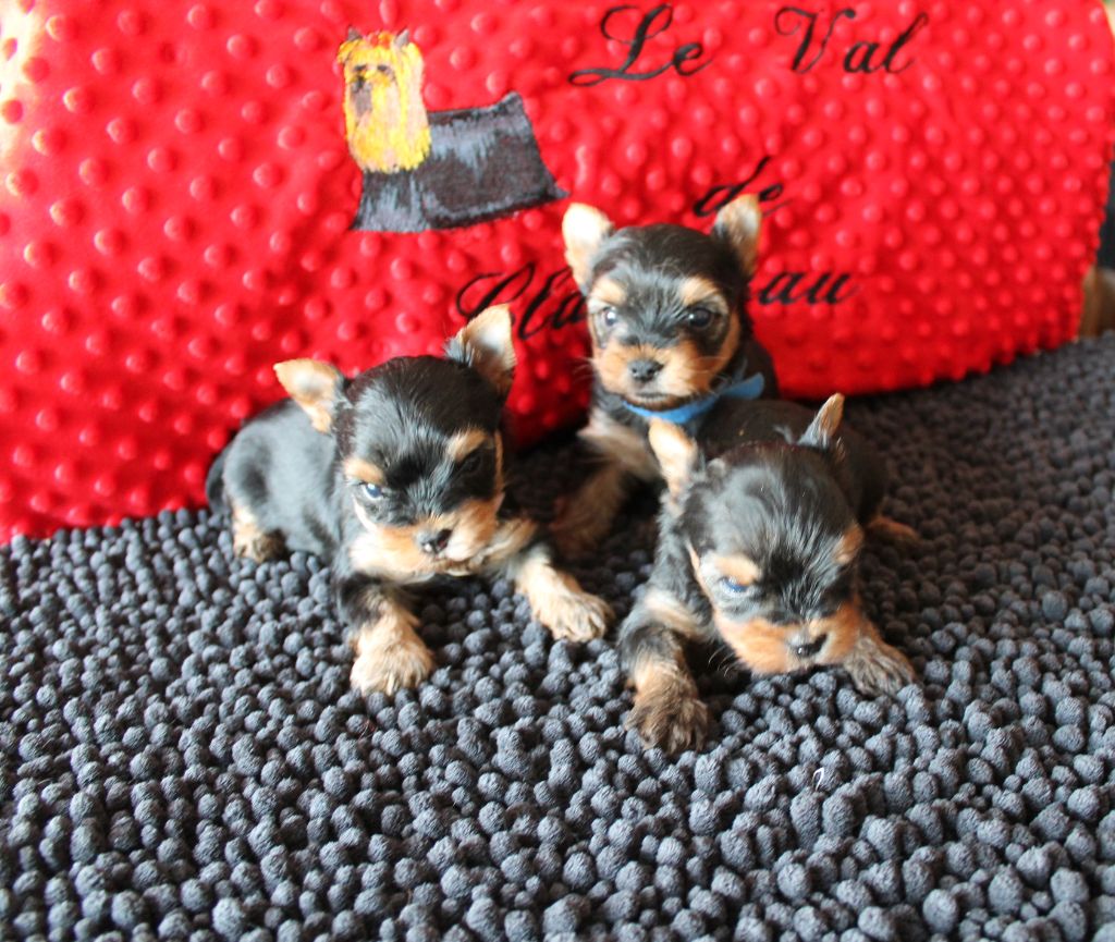 chiot Yorkshire Terrier Du Val De Clavernau