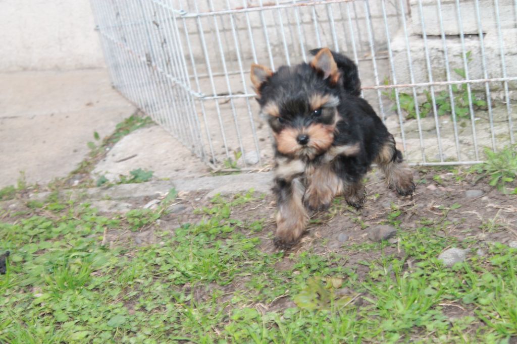 Du Val De Clavernau - Chiot disponible  - Yorkshire Terrier