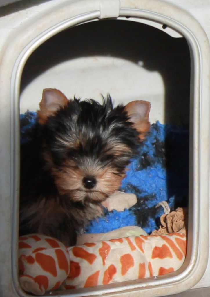 Du Val De Clavernau - Chiot disponible  - Yorkshire Terrier