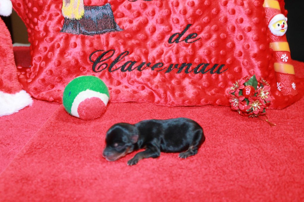 Du Val De Clavernau - Chiot disponible  - Yorkshire Terrier