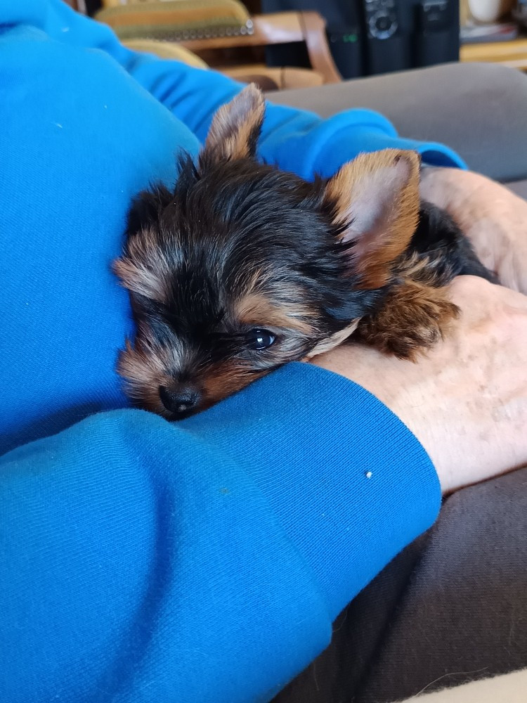 A RESERVER Joli male disponible Mi FEVRIER