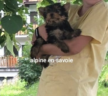 La savoyarde