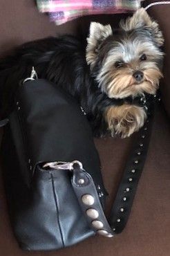 POLKA 