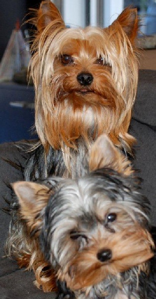 chiens  chez leurs maîtres