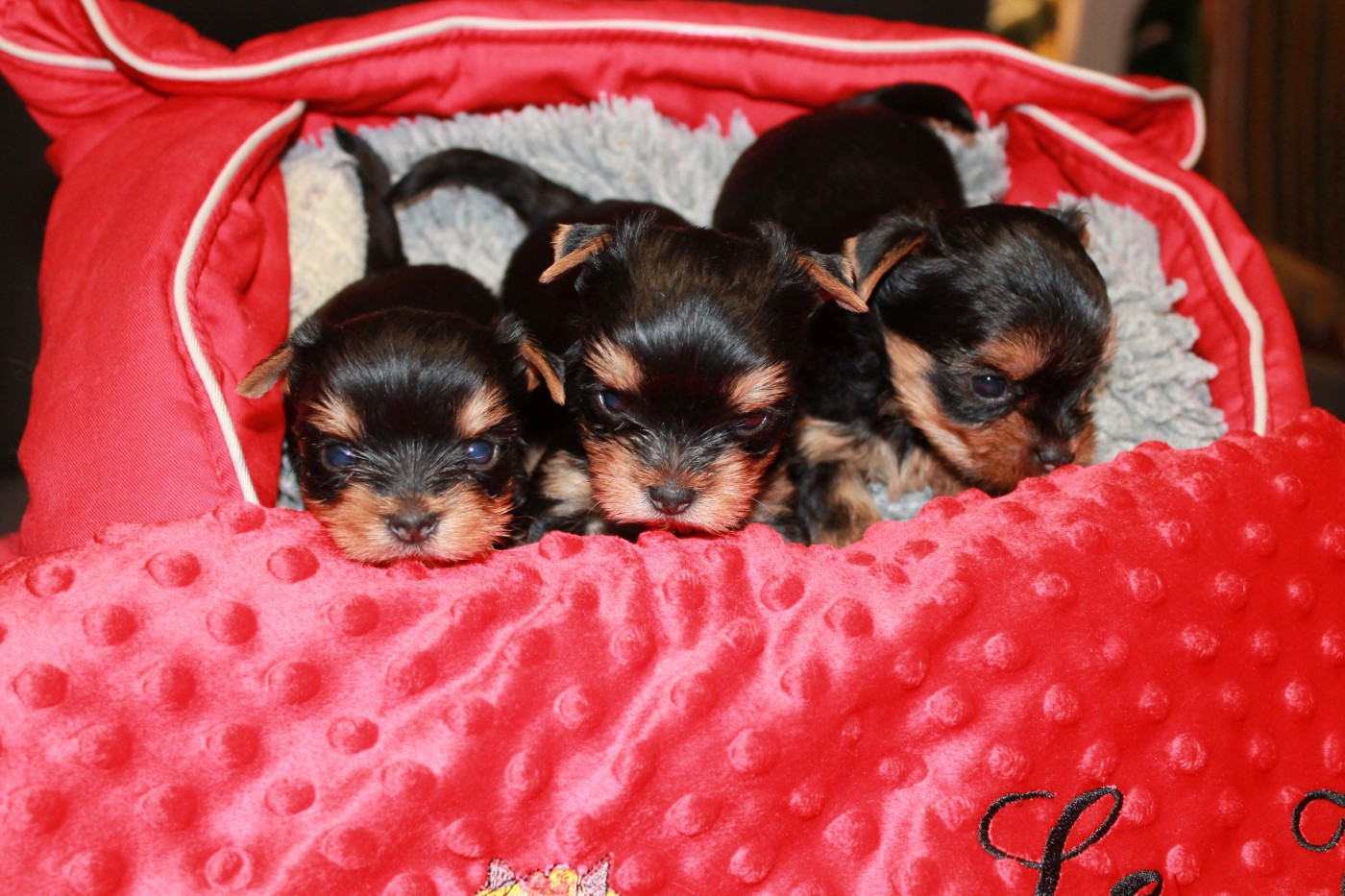 Chiot Yorkshire Terrier Du Val De Clavernau