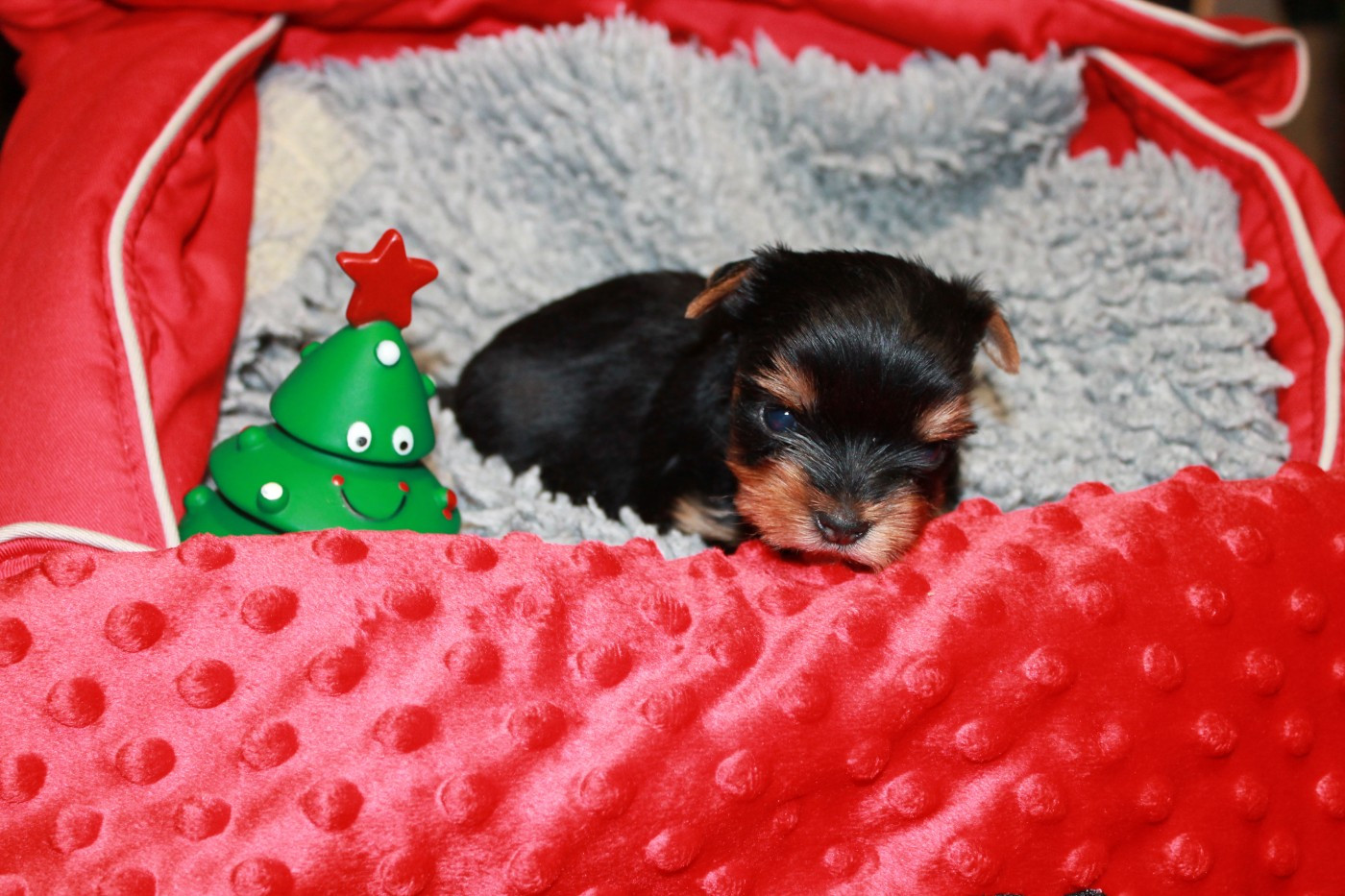 Du Val De Clavernau - Chiots disponibles - Yorkshire Terrier