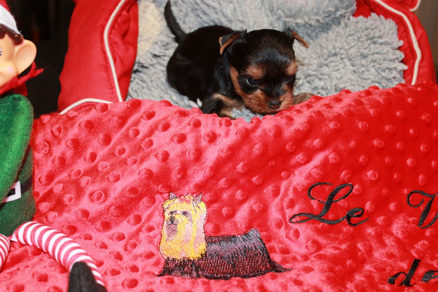 Du Val De Clavernau - Chiots disponibles - Yorkshire Terrier