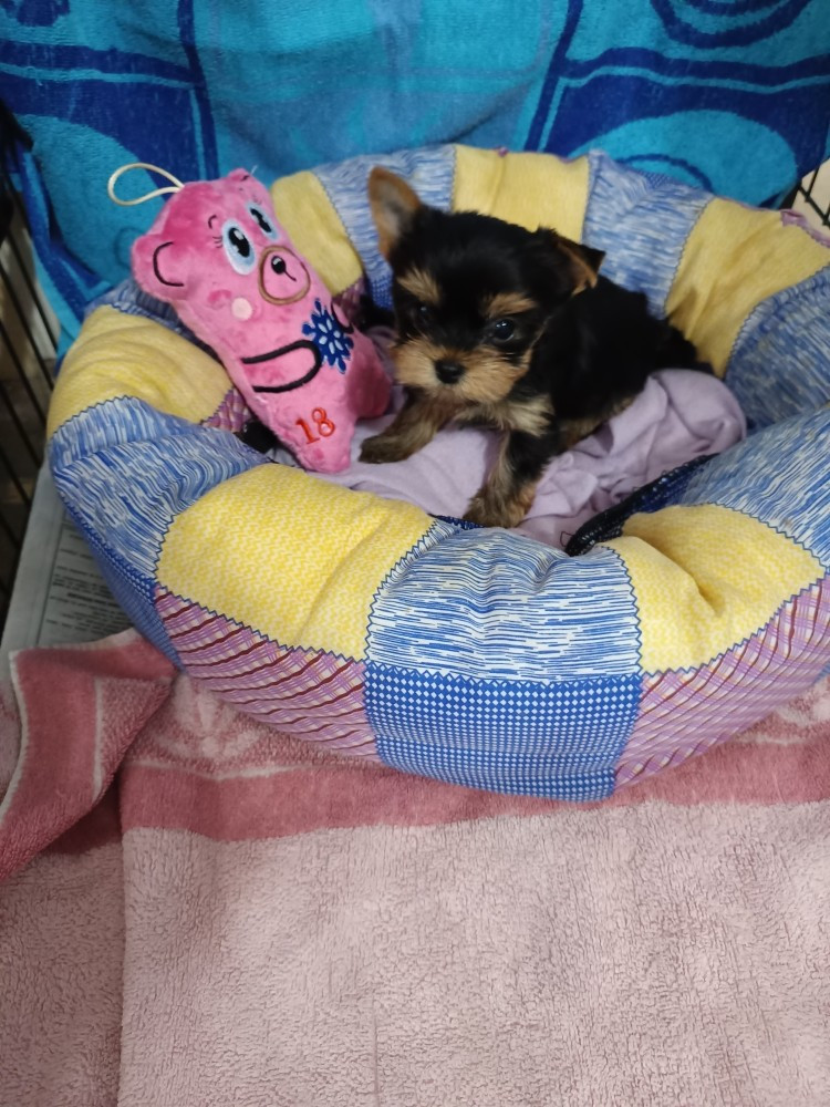 Du Val De Clavernau - Chiots disponibles - Yorkshire Terrier