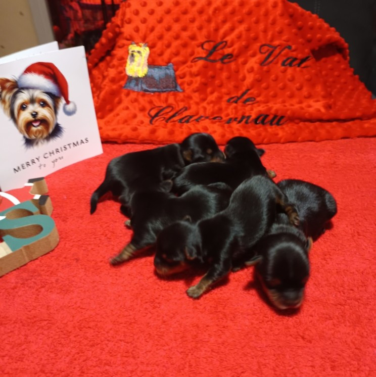 Chiot Yorkshire Terrier Du Val De Clavernau