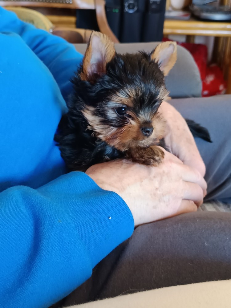 Du Val De Clavernau - Chiots disponibles - Yorkshire Terrier