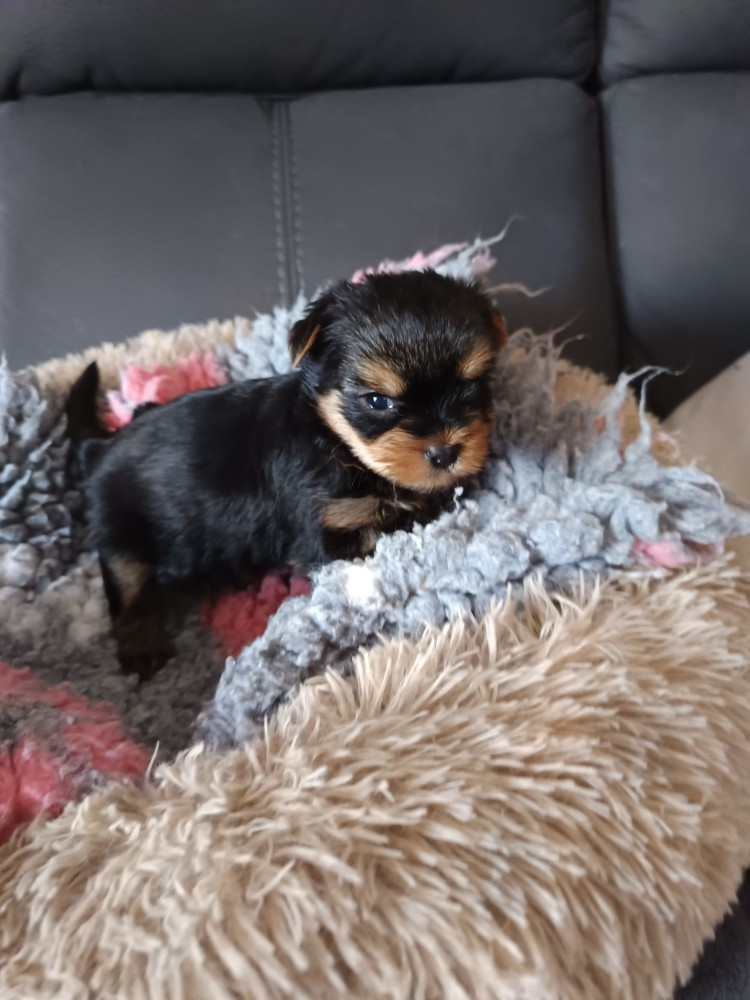 Du Val De Clavernau - Chiots disponibles - Yorkshire Terrier