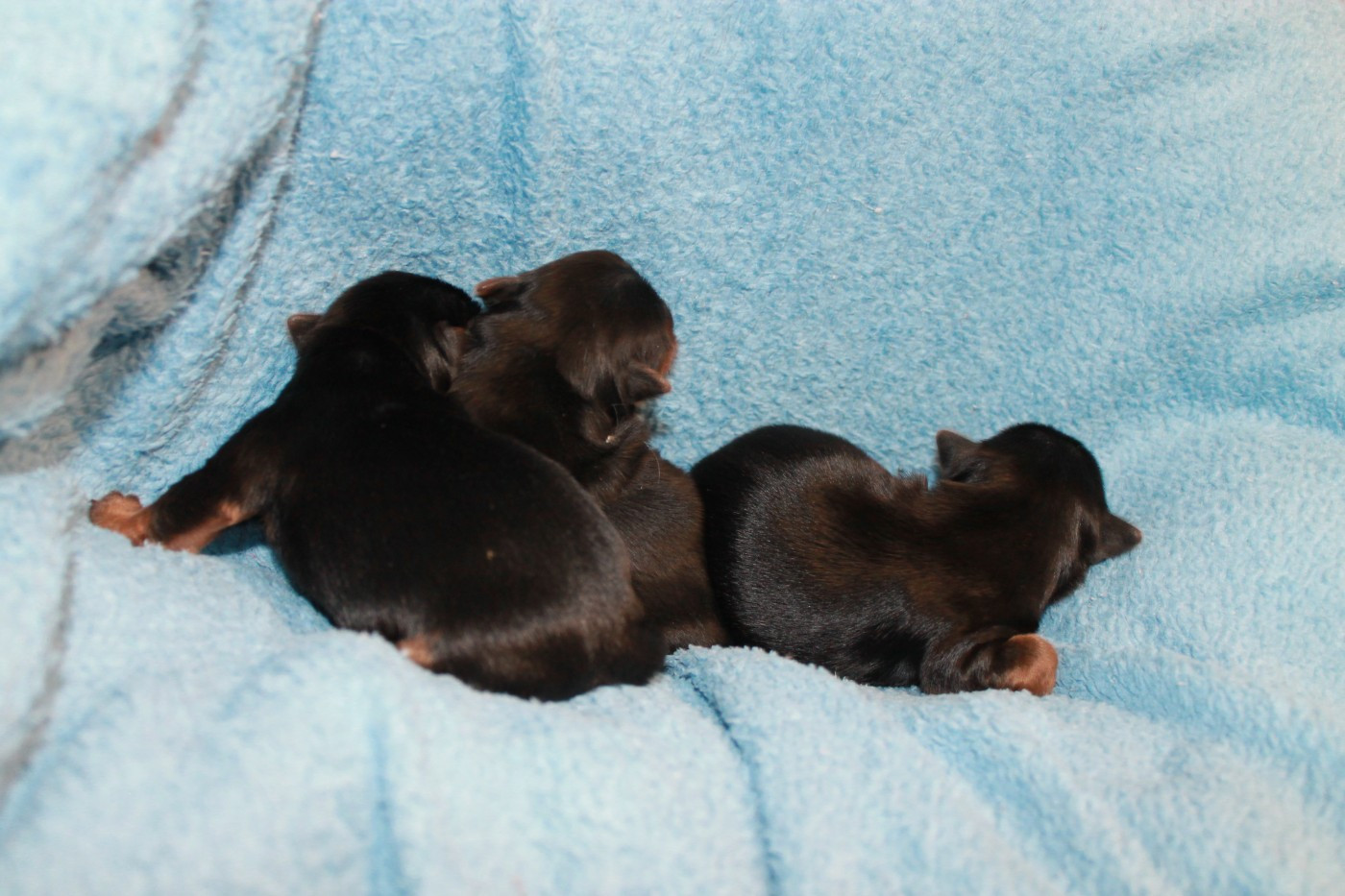 Chiot Yorkshire Terrier Du Val De Clavernau
