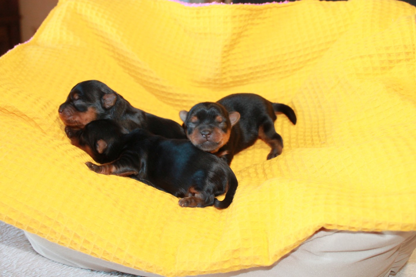 Chiot Yorkshire Terrier Du Val De Clavernau