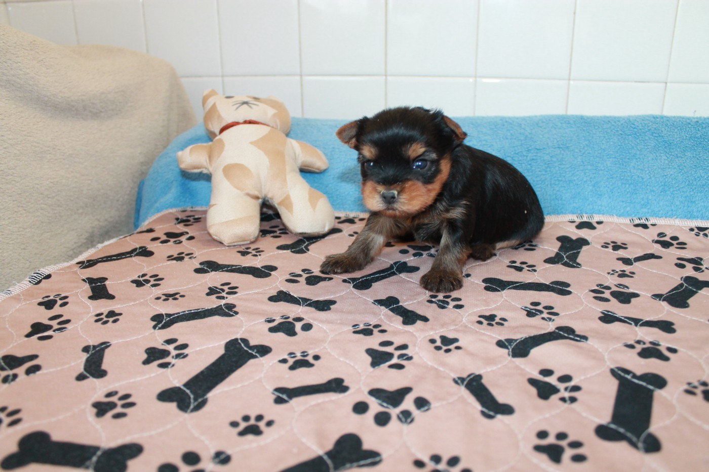 Du Val De Clavernau - Chiots disponibles - Yorkshire Terrier