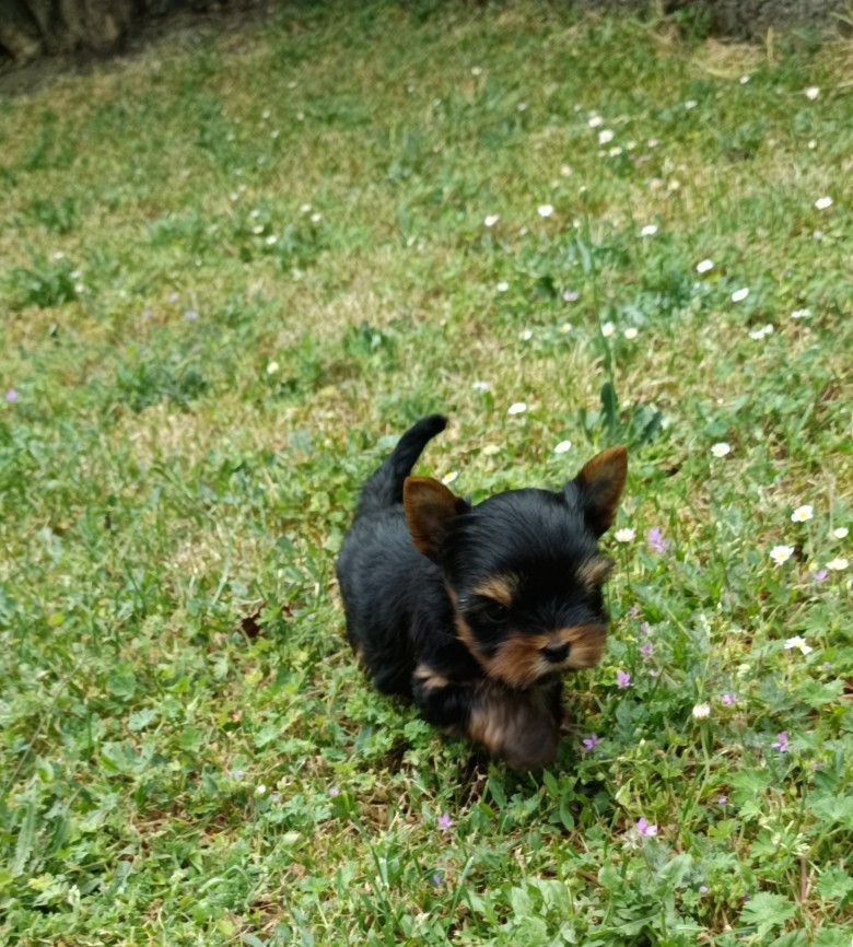 Du Val De Clavernau - Chiots disponibles - Yorkshire Terrier