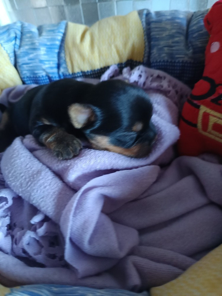 Du Val De Clavernau - Chiots disponibles - Yorkshire Terrier