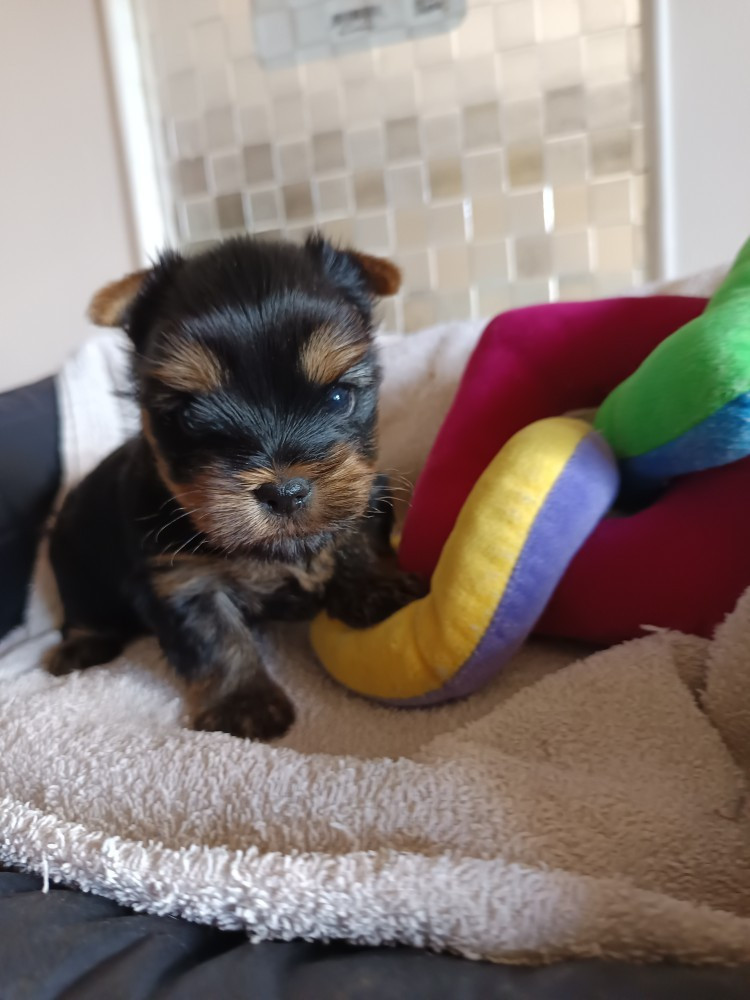 Du Val De Clavernau - Chiots disponibles - Yorkshire Terrier