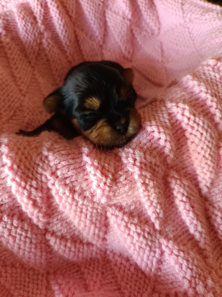 Du Val De Clavernau - Chiots disponibles - Yorkshire Terrier