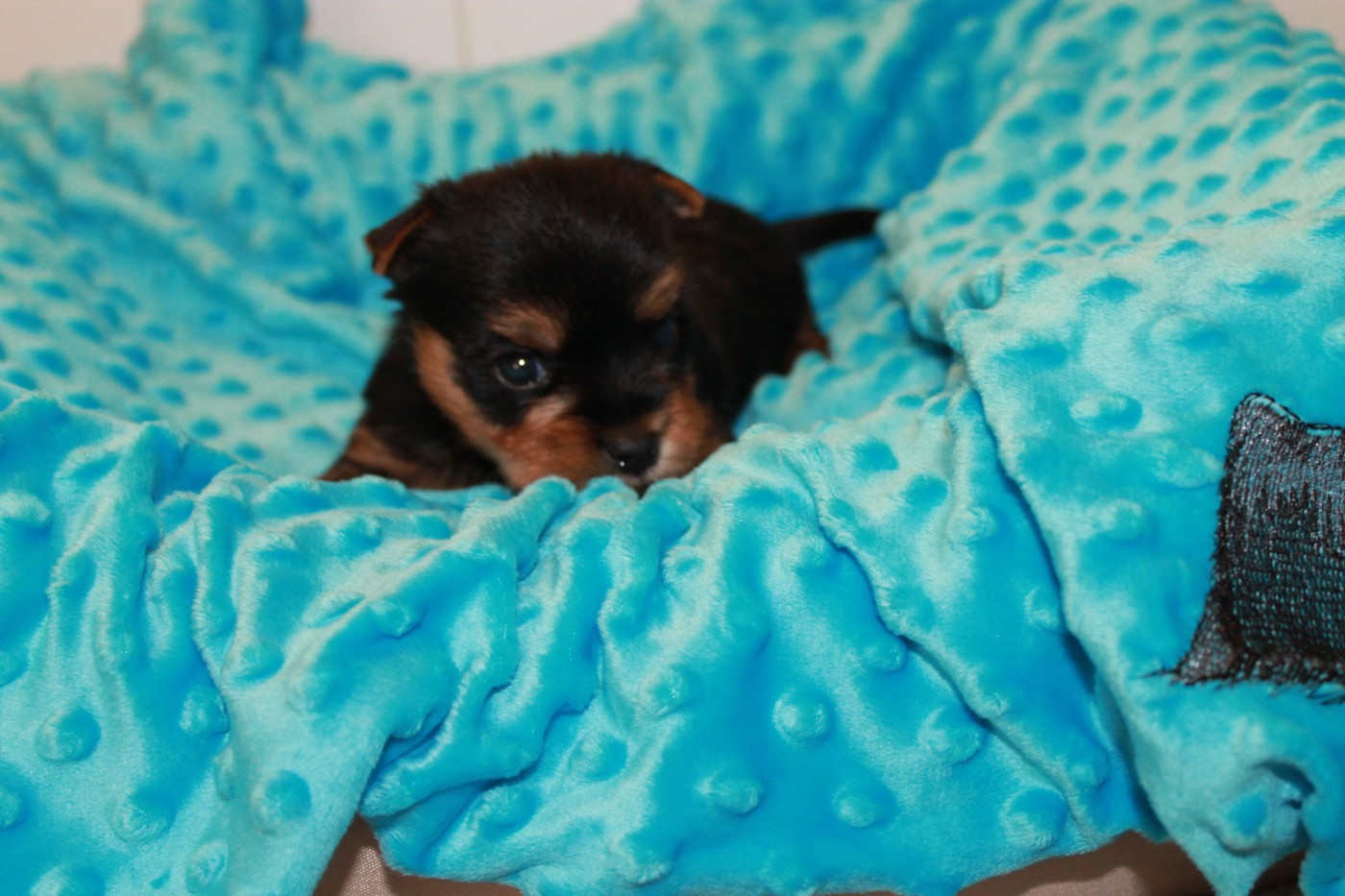 Du Val De Clavernau - Chiots disponibles - Yorkshire Terrier
