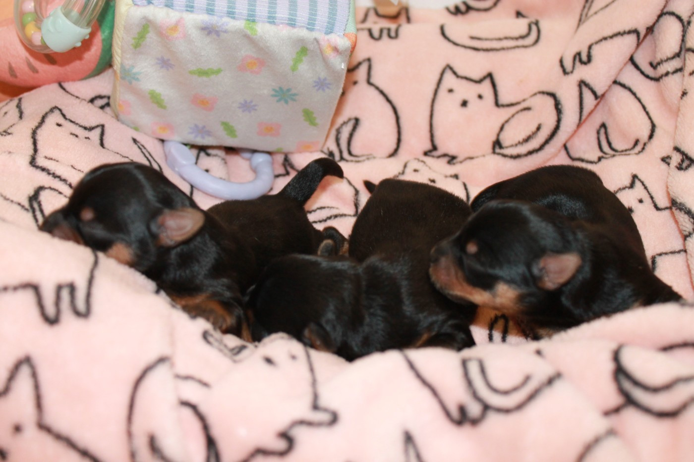 Du Val De Clavernau - Chiots disponibles - Yorkshire Terrier