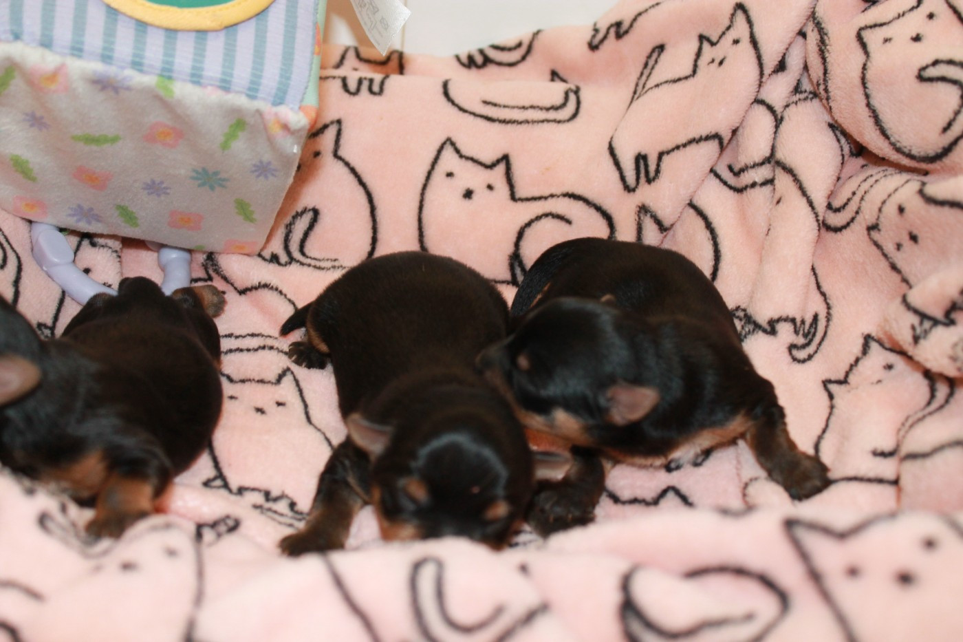 Chiot Yorkshire Terrier Du Val De Clavernau