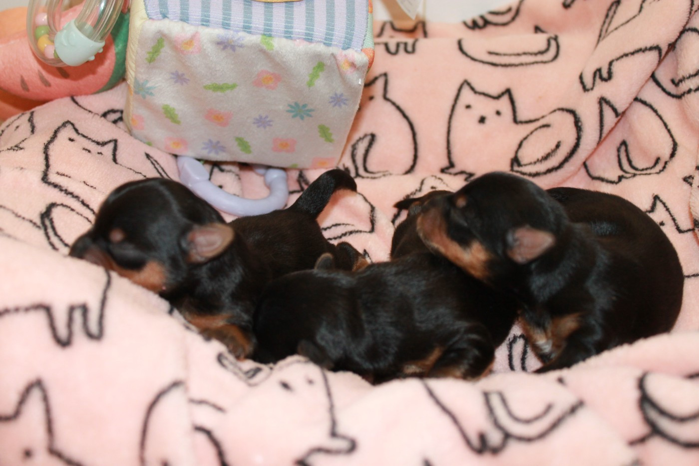 Du Val De Clavernau - Chiots disponibles - Yorkshire Terrier