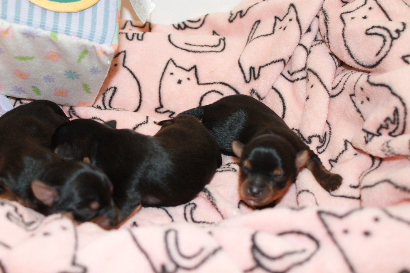 Du Val De Clavernau - Chiots disponibles - Yorkshire Terrier