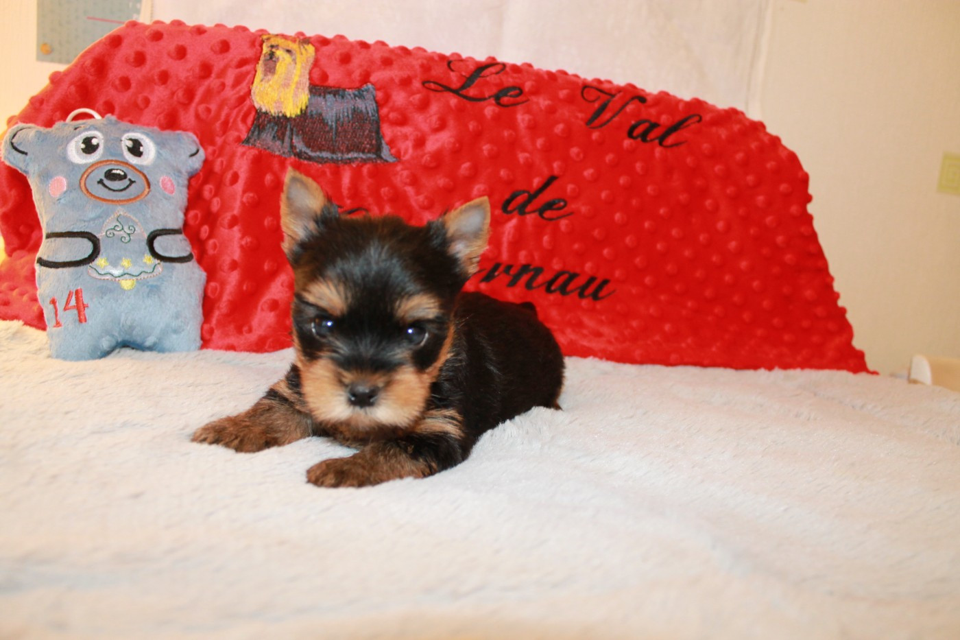 Du Val De Clavernau - Chiots disponibles - Yorkshire Terrier