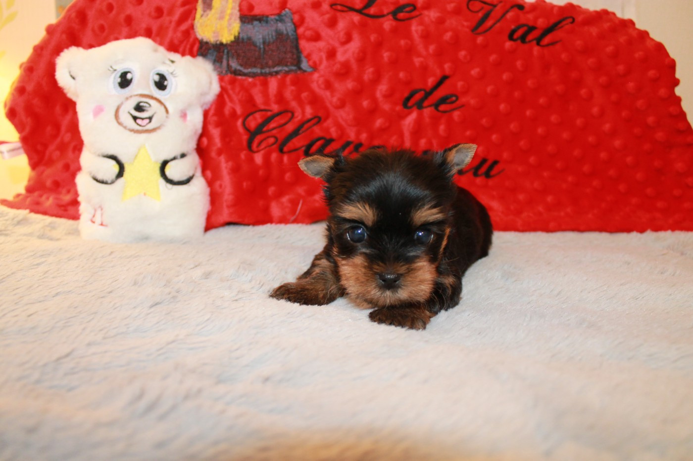 Du Val De Clavernau - Chiots disponibles - Yorkshire Terrier