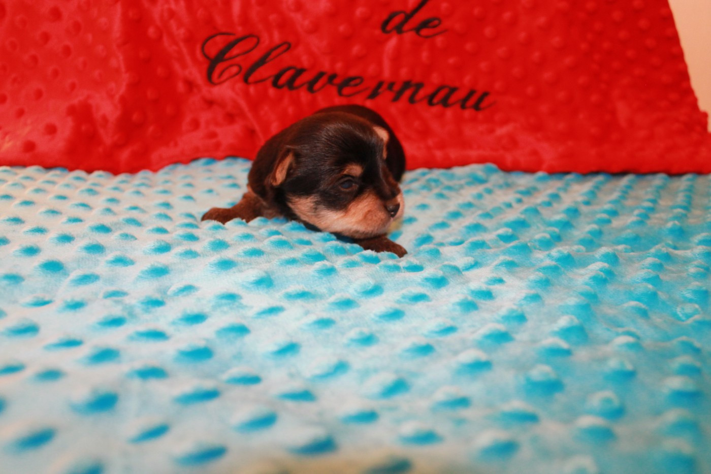 Du Val De Clavernau - Chiots disponibles - Yorkshire Terrier