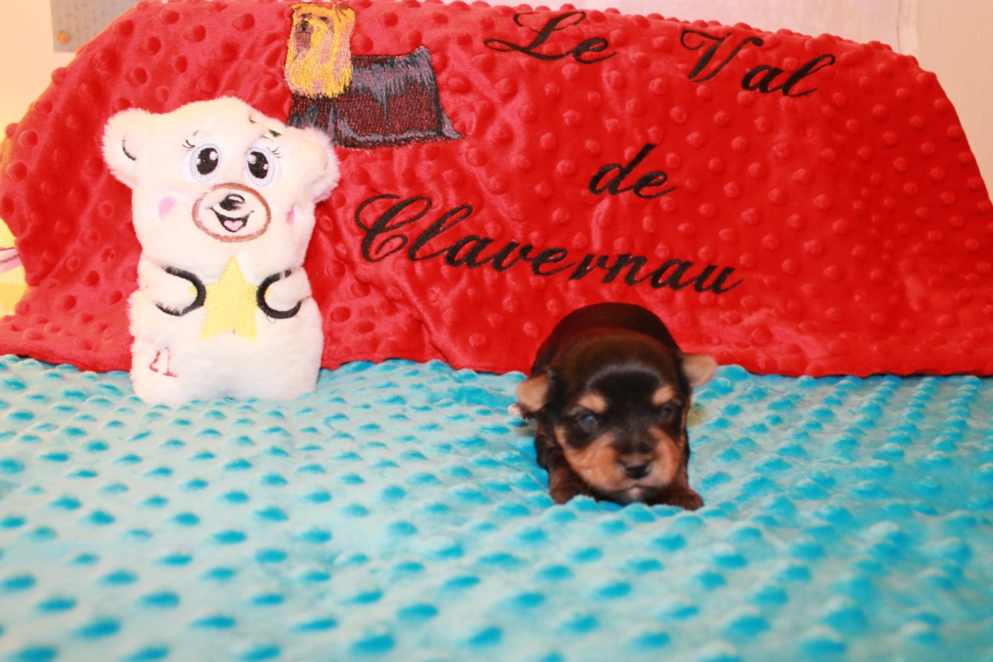 Du Val De Clavernau - Chiots disponibles - Yorkshire Terrier