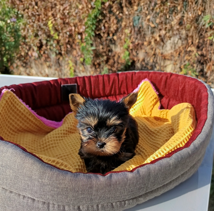 Du Val De Clavernau - Chiots disponibles - Yorkshire Terrier