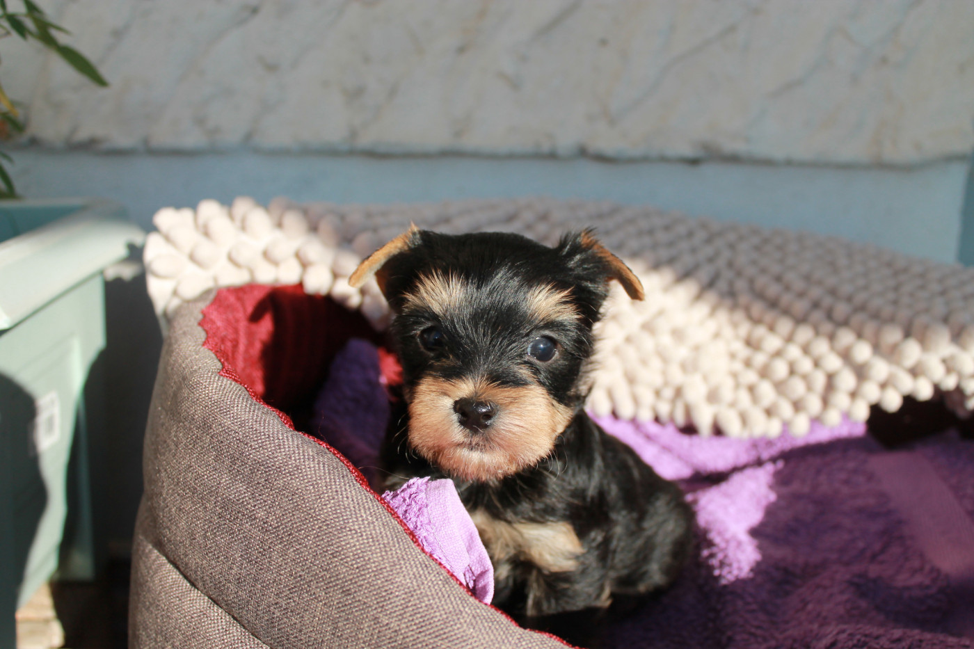 Du Val De Clavernau - Chiots disponibles - Yorkshire Terrier