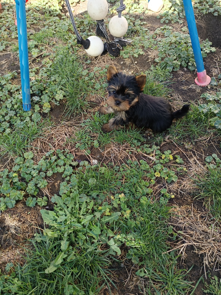 Du Val De Clavernau - Chiots disponibles - Yorkshire Terrier