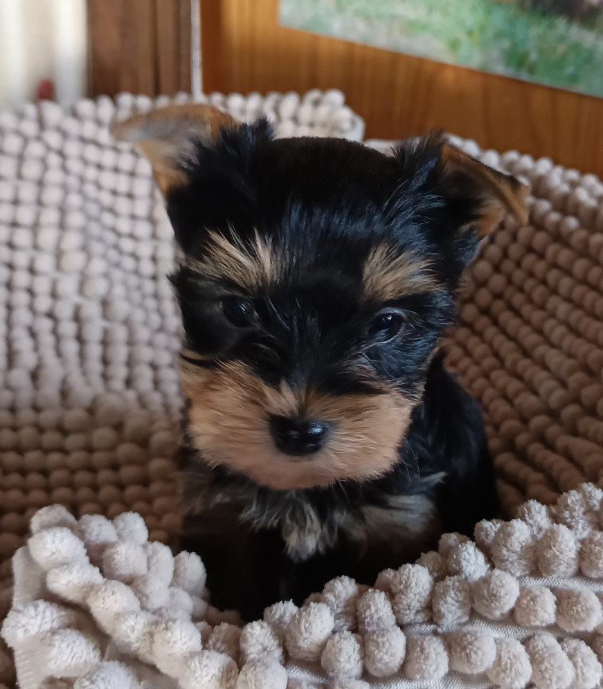 Du Val De Clavernau - Chiots disponibles - Yorkshire Terrier