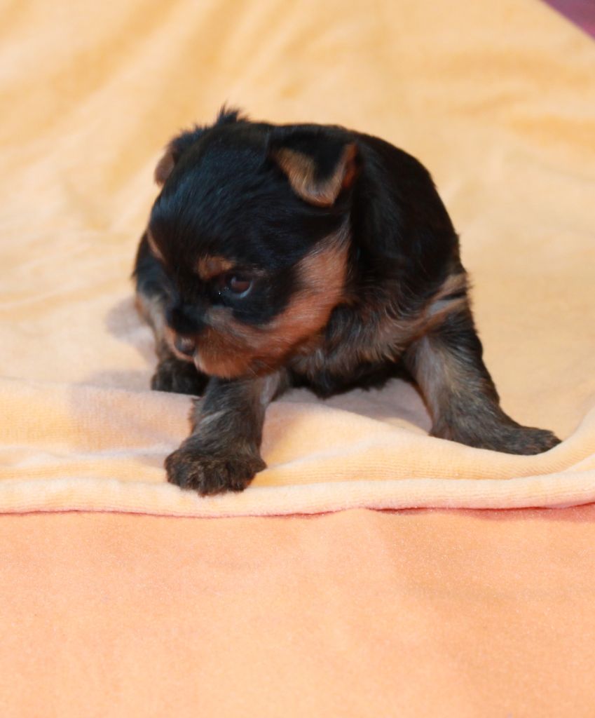 Du Val De Clavernau - Chiots disponibles - Yorkshire Terrier