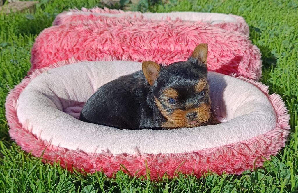 Du Val De Clavernau - Yorkshire Terrier - Portée née le 05/10/2025