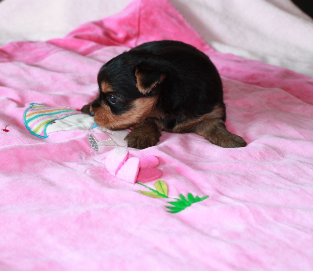 Du Val De Clavernau - Chiots disponibles - Yorkshire Terrier