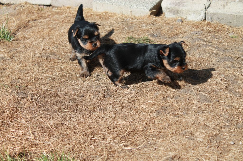 Chiot Yorkshire Terrier Du Val De Clavernau