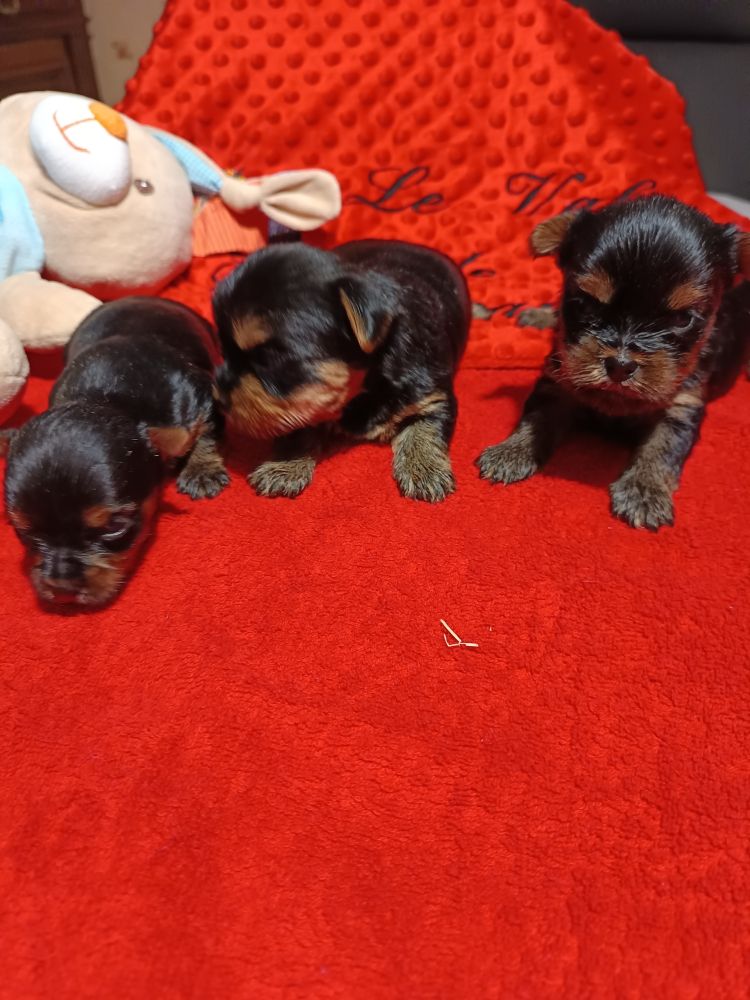 Du Val De Clavernau - Yorkshire Terrier - Portée née le 03/02/2025