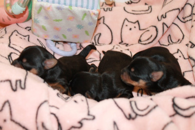 Chiot N°1