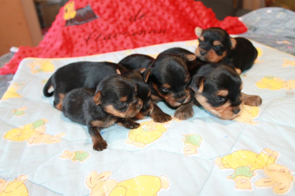 Chiot Yorkshire Terrier Du Val De Clavernau